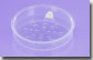 20 Gram & 30 Gram Sifter with Applied Sifter Sticker & Tab