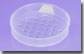 50 Gram Natural Sifter with Applied Sifter Sticker & Tab